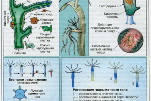 Какая сейчас ссылка на кракен