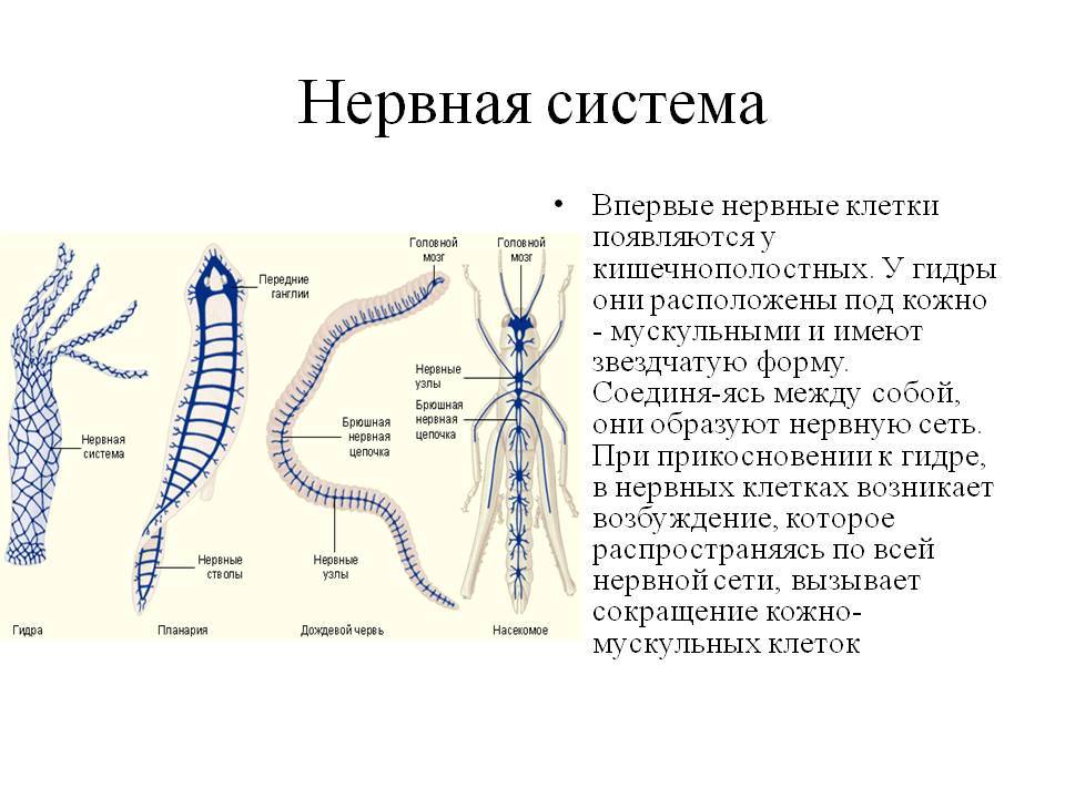 Найти зеркало кракена